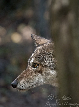086 Red Wolf (Canis lupus rufus) - NC