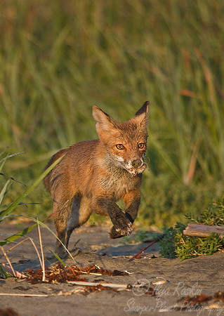 035_Red Fox (Vulpes vulpes)_Katmai_AK