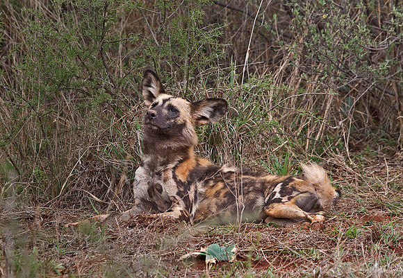 048_African Wild Dog (Lycaon pictus)_Madikwe_S Africa