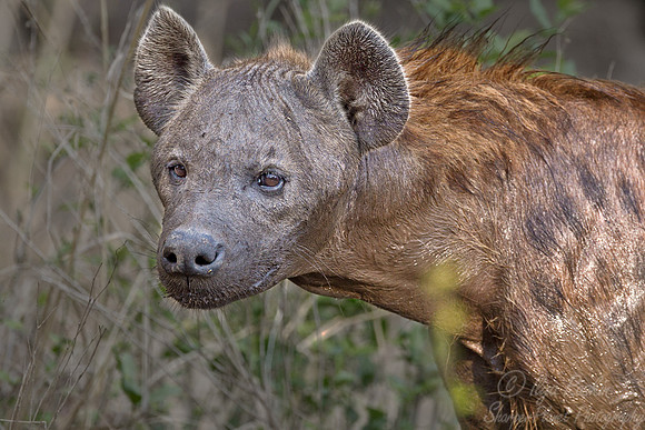 091 Spotted Hyena (Crocuta crocuta) - South Luangwa Zambia
