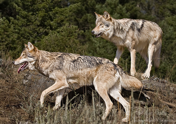 025_Gray Wolves_MT