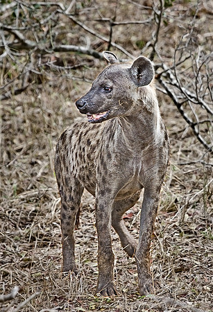 056_Spotted Hyena_Tanzania
