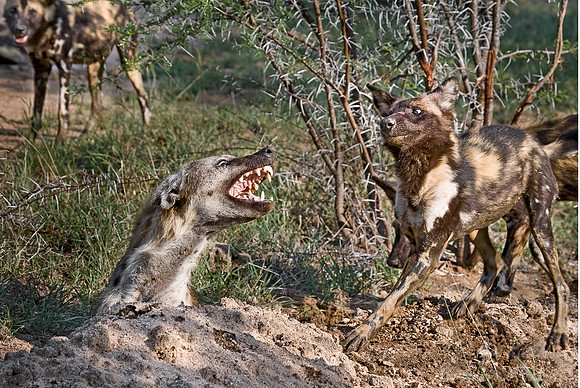 044_African Wild Dogs Attacking Spotted Hyena_South Africa