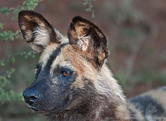 054_African Wild Dog (Lycaon pictus)_Madikwe_S Africa