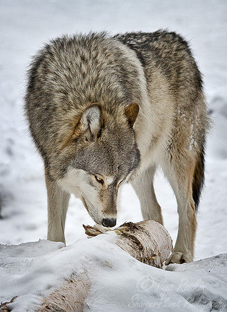 011_Gray Wolf_MN