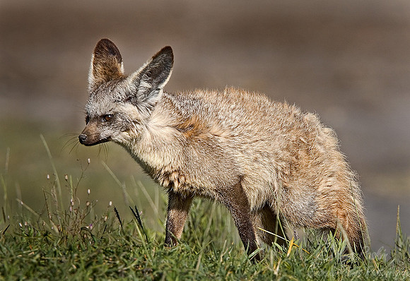 042_Bat-eared Fox_Tanzania