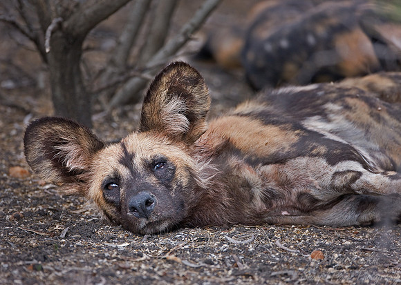 050_African Wild Dog (Lycaon pictus)_Madikwe_S Africa