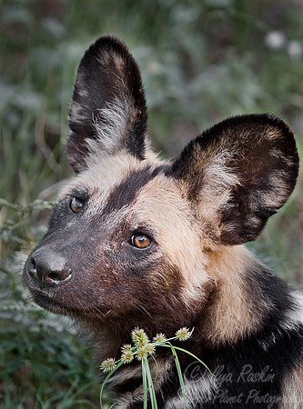 055_African Wild Dog_South Africa