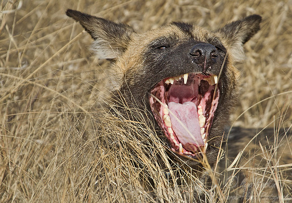 077 African Wild Dog (Lycaon pictus) - Namibia