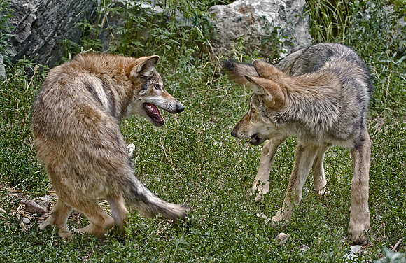 021_Gray Wolves_MN