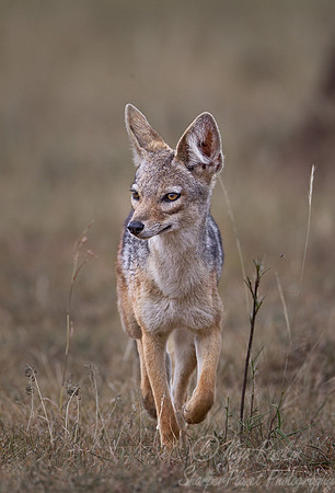 063 Black-backed Jackal (Canis mesomelas) - Masai Mara Kenya