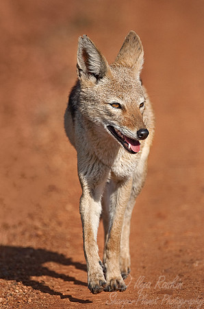 031_Black-Backed Jackal (Canis mesomelas)_Madikwe_S Africa