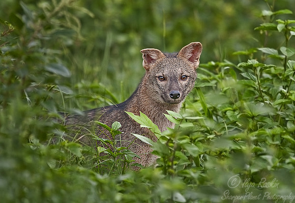 041_Crab-eating fox_Pantanal_Brazil