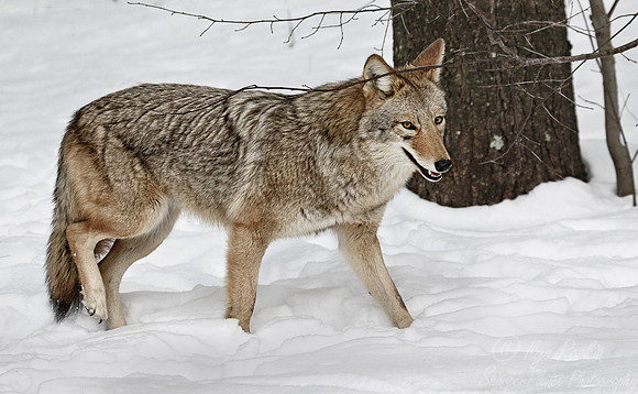 096 Coyote (Canis latrans - Maine