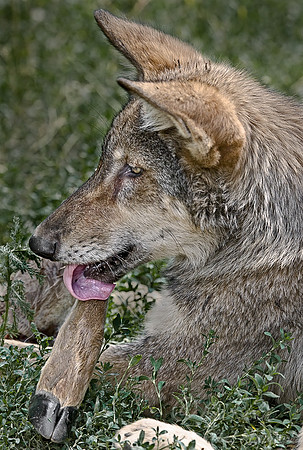 022_Gray Wolf_MN