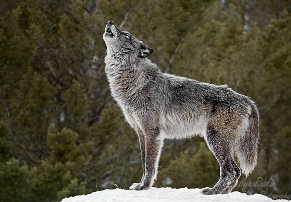 007_Gray Wolf_MT