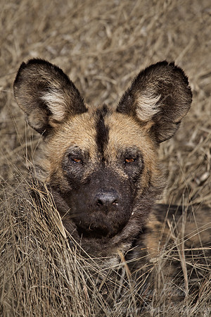 078 African Wild Dog (Lycaon pictus) - Namibia