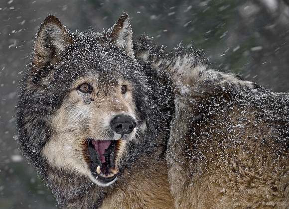 004_Gray Wolf_MT