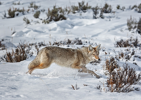 030_Coyote (Canis latrans)_Yellowstone