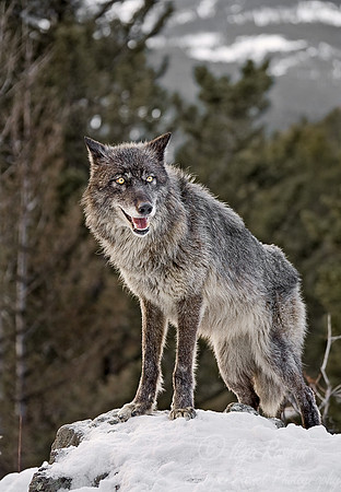 008_Gray Wolf_MT_1