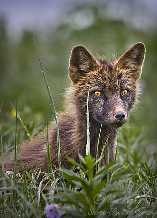 040_Arctic Fox_AK