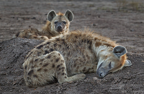 064 Spotted Hyenas (Crocuta crocuta) - Masai Mara Kenya