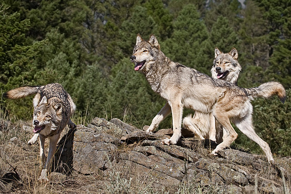 024_Gray Wolves_MT