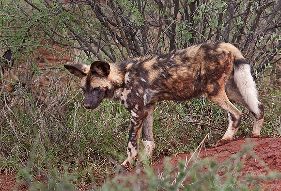 049_African Wild Dog (Lycaon pictus)_Madikwe_S Africa