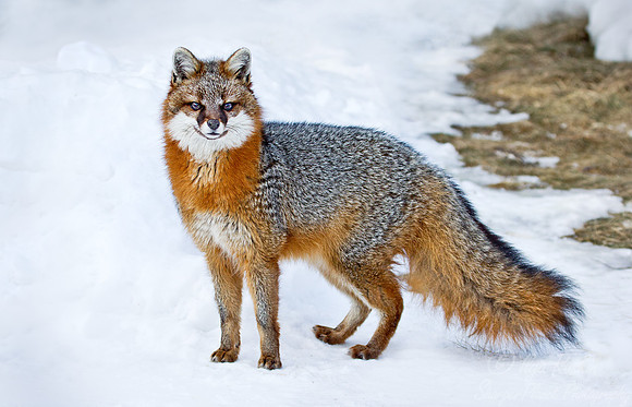 093 Gray Fox (Urocyon cinereoargenteus) - Maine