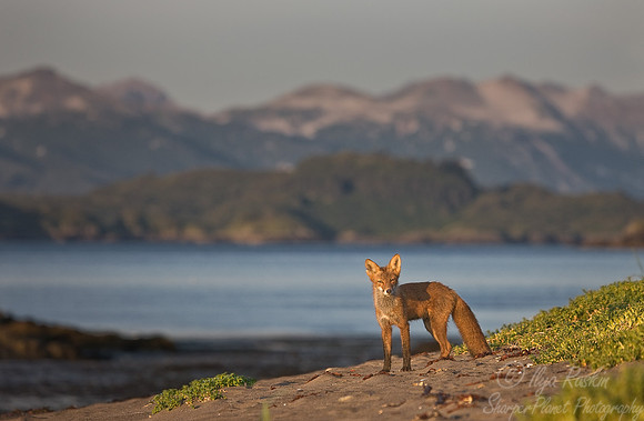 032_Red Fox (Vulpes vulpes)_Katmai_AK