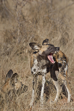 076 African Wild Dogs (Lycaon pictus) - Namibia