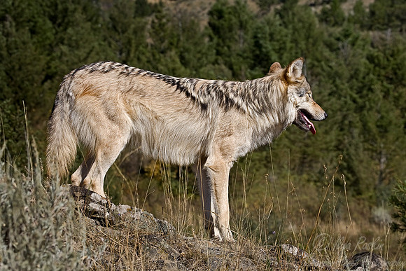 023_Gray Wolf_MT