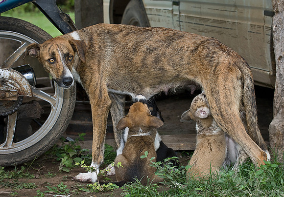 060_Dogscape_Belize
