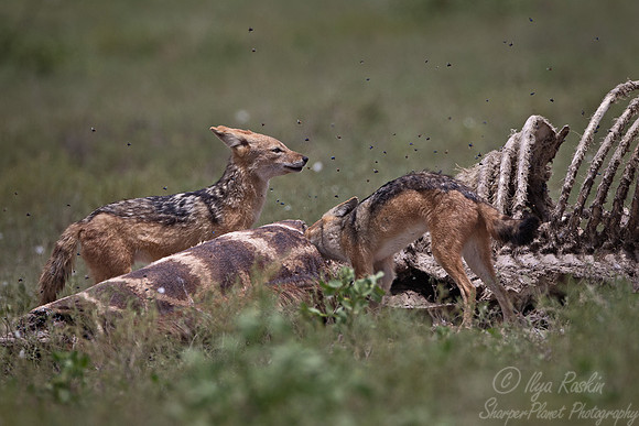 069  Black-backed Jackals (Canis mesomelas) - Etosha Namibia