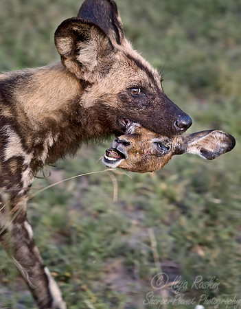 043_African Wild Dog with Impala Head_South Africa