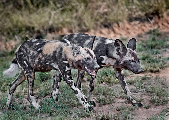046_African Wild Dogs_South Africa