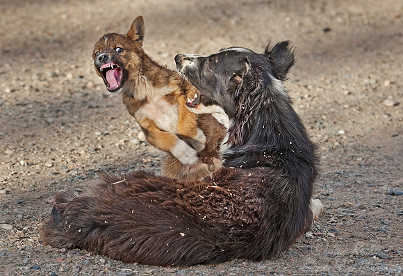059_Dogs in play_Kazakhstan