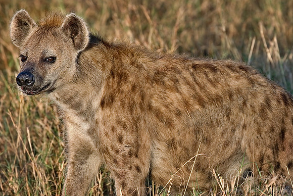 058_Spotted Hyena_Kenya