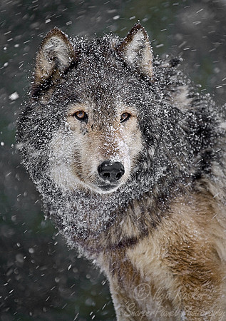 005_Gray Wolf_MT