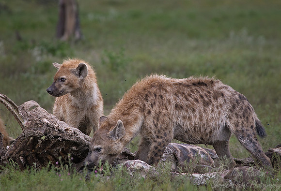 072 Spotted Hyenas (Crocuta crocuta) - Etosha Namibia