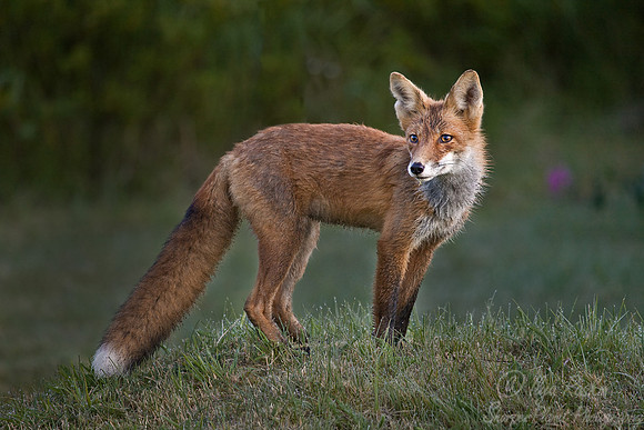 033_Red Fox (Vulpes vulpes)_Katmai_AK