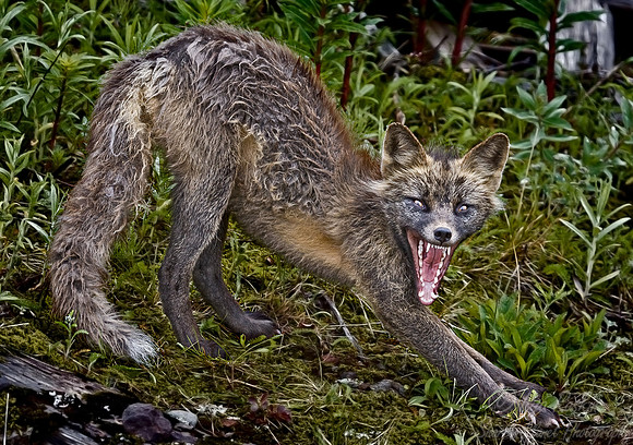 039_Arctic Fox_AK