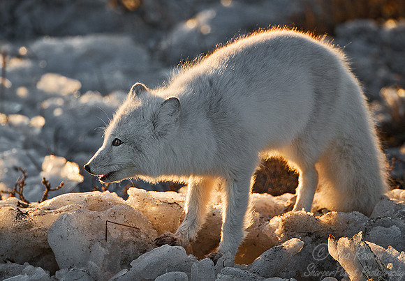 038_Arctic Fox (Alopex lagopus)Churchill_MB_Canada