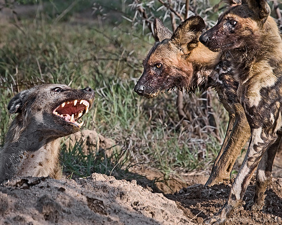 045_African Wild Dogs Attacking Spotted Hyena_South Africa
