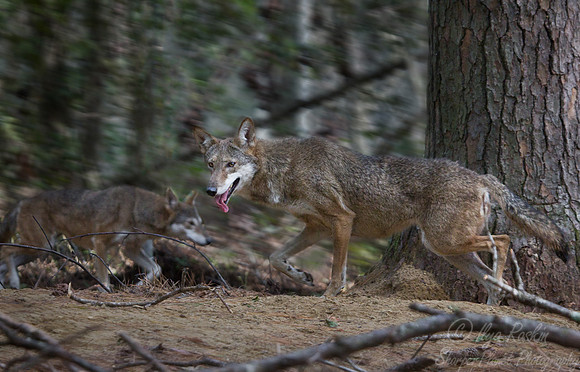 088 Red Wolves (Canis lupus rufus) - NC