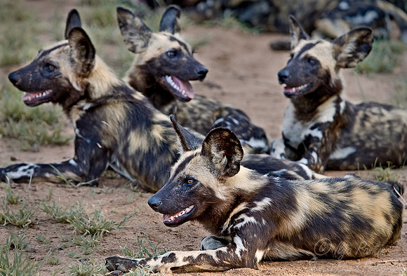 047_Arfican Wild Dogs_South Africa