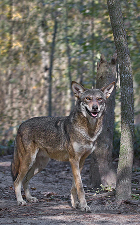 089 Red Wolf (Canis lupus rufus) - NC