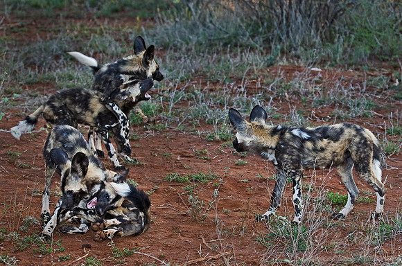 053_African Wild Dogs (Lycaon pictus)_Madikwe_S Africa