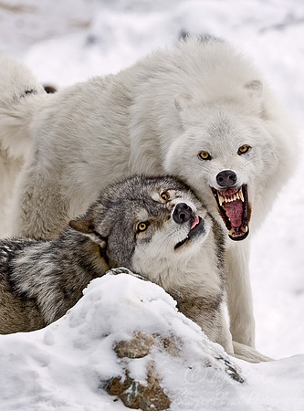 014_Gray and Arctic Wolves_MN