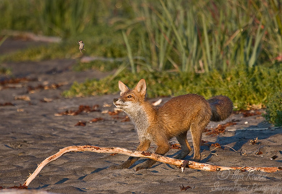 034_Red Fox (Vulpes vulpes)_Katmai_AK